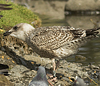 1cy argentatus in August. (62968 bytes)